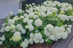 Blumenpracht